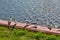 Gulls stand on river bank in summer