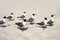 Gulls standing on beach