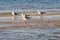 Gulls standing on the coastline
