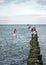 Gulls start from a row of groynes