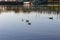 Gulls swim in the pond. A duck swims near the seagulls on the lake.