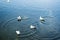 Gulls swimming in the Herastrau lake, Bucharest.