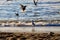 Gulls taking off from the Baltic coast