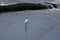 Gulls in Venice