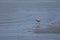 Gulls in Venice