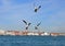 Gulls in venice