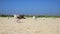 Gulls walk along the sandy beach on the Black Sea coast