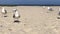 Gulls walk along the sandy beach on the Black Sea coast