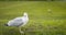 Gulls wandering on the lawn of the Moyne Institute of Preventive Medicine of Dublin