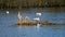 Gulls on the water the bumps are preparing to nesting.