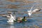 Gulls and wild ducks fighting for food. Fight for survival.