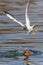 Gulls and wild ducks fighting for food. Fight for survival.