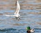 Gulls and wild ducks fighting for food. Fight for survival.