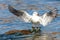 Gulls and wild ducks fighting for food. Fight for survival.