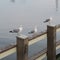 Gulls, wild water-birds at the Baltic Sea in northern Germany on