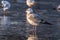 Gulls in a winter day, standing on frozen surface of the river. Sunny morning on a cold winter day.