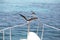 Gulls on a yacht. View of the red sea.