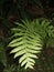 Gully fern still beautiful even at night..