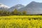 Gulmarg, Srinagar , India : Beautiful landscape with snow mountain