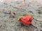 Gulmohar flower fallen into ground view like a DSLR style