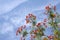 Gulmohar flowers on beautiful clear sky