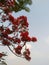 Gulmohar flowers blooming on blue sky.