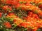 Gulmohar Flowers, Delonix regia