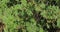 Gum arabic tree closeup. Vachellia nilotica.
