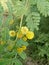 Gum arabic tree yellow flowers