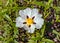 Gum Cistus - Cistus ladanifer flower, Alentejo, Southern Portugal.