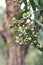 Gum nuts of the Australian native Leichhardts Rusty Jacket, Corymbia leichhardtii