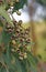 Gum nuts of the Australian native Yellow Bloodwood Leichhardts Rusty Jacket  Corymbia leichhardtii  family Myrtaceae