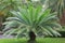 Gum palm or giant dioon Dioon spinulosum Dyer the tropical cycad palm plant on green garden