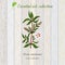 Gum rockrose, essential oil label, aromatic plant