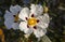 Gum Rockrose flowers at Piedras Riverside, Huelva, Spain