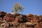 Gum tree eucalyptus pauciflora tree native in Western Australia above the red rock in Joffre Gorge