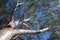 gum tree - fremantle - australia