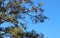 Gum Tree full of Cookatoo Birds in Queensland Australia