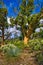 Gum tree and grass tree in Dutchmans Stern Conservation Park, South Australia