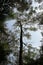 A gum tree at the Hunter Region Botanic Gardens