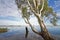 Gum tree at Lake Mulwala, Australia