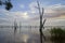 Gum tree at Lake Mulwala, Australia