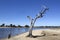 Gum tree Leschenault Estuary Western Australia