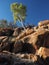 Gum Tree on a outback rock formation