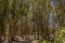 Gum tree saplings in Coombabah Lake Reserve, Queensland