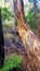 Gum Tree shedding Bark With Interesting Patterns and Colours