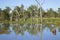 Gum trees on the bank of the River Murray. South Australia