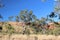 Gum Trees at Bell Gorge on the Gibb  River Western Australia