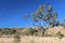 Gum Trees at Bell Gorge on the Gibb  River Western Australia