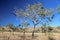 Gum Trees at Bell Gorge on the Gibb  River Western Australia